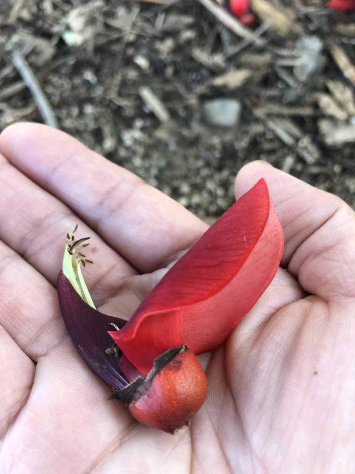 ぴょんぴょん 幼児教室 太田下町教室 画像 7