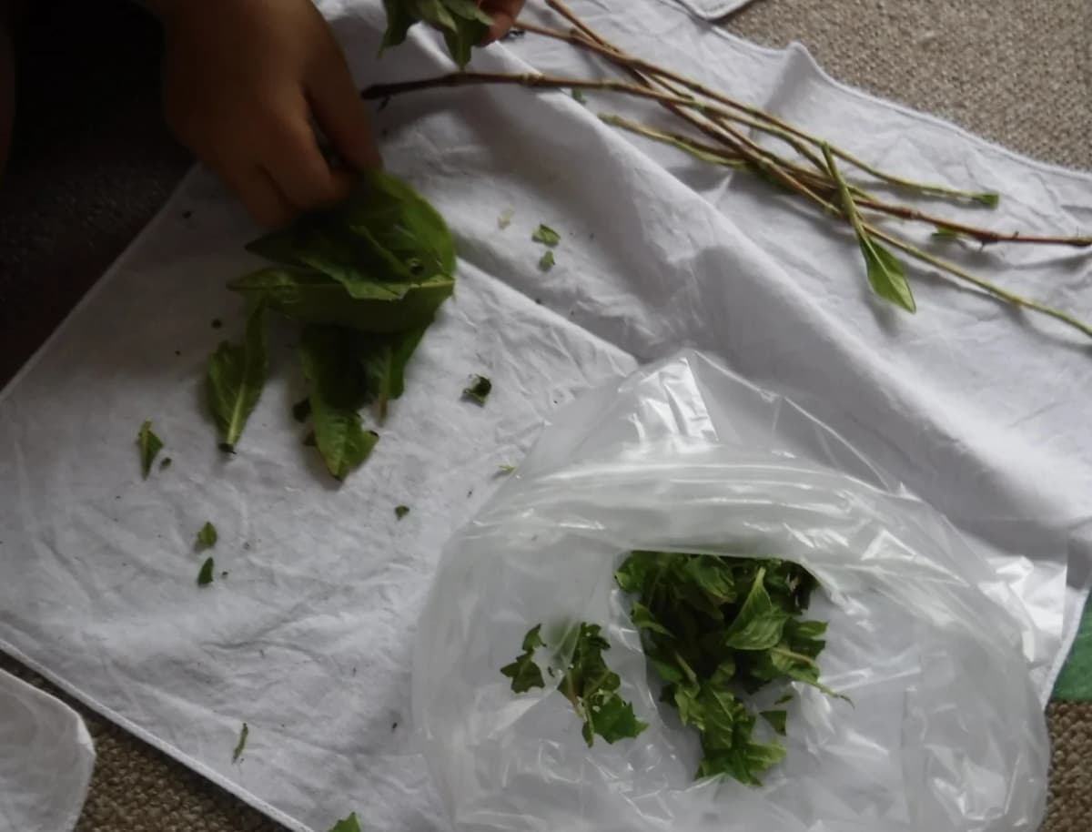 ぴょんぴょん 幼児教室 太田下町教室 画像 15