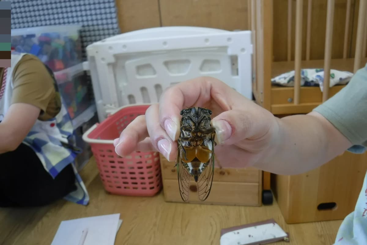 ぴょんぴょん 幼児教室 太田下町教室 画像 18