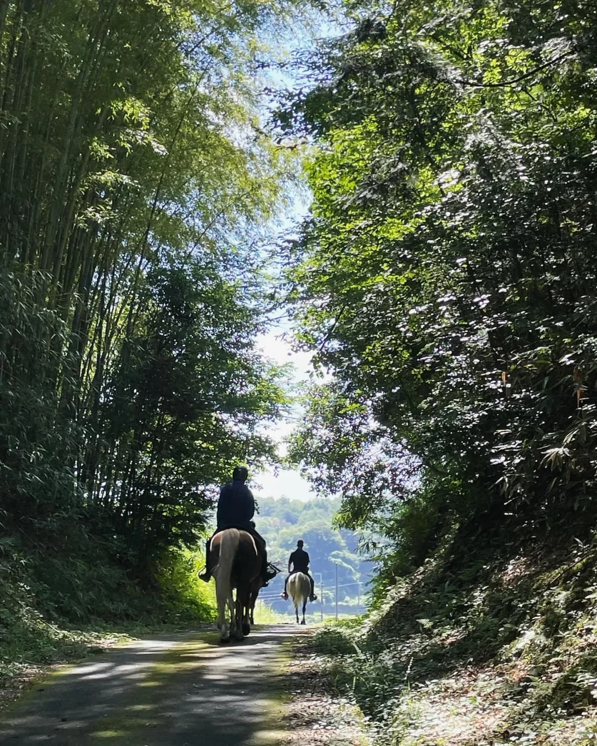 TANIMOTO HORSE RANCH(タニモトホースランチ) 乗馬 京丹波町教室 画像 2