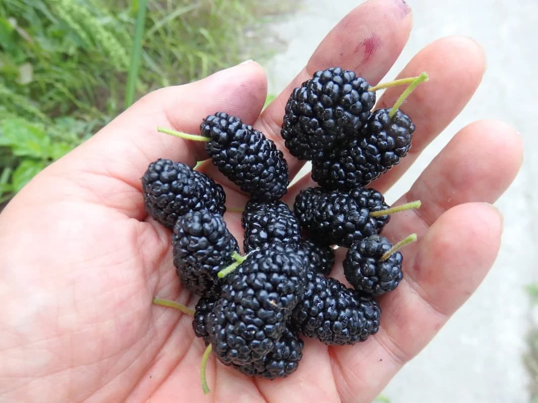 そろばん塾ピコ 学習塾ポラリス　ピコ柏常盤台校 画像 5