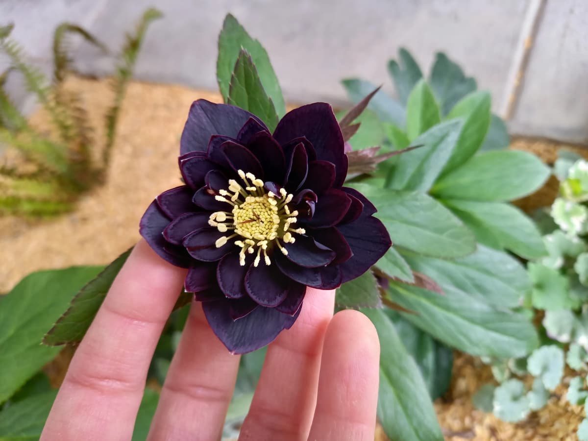 ハセガワ楽器 ピアノ 奥 町 画像 66