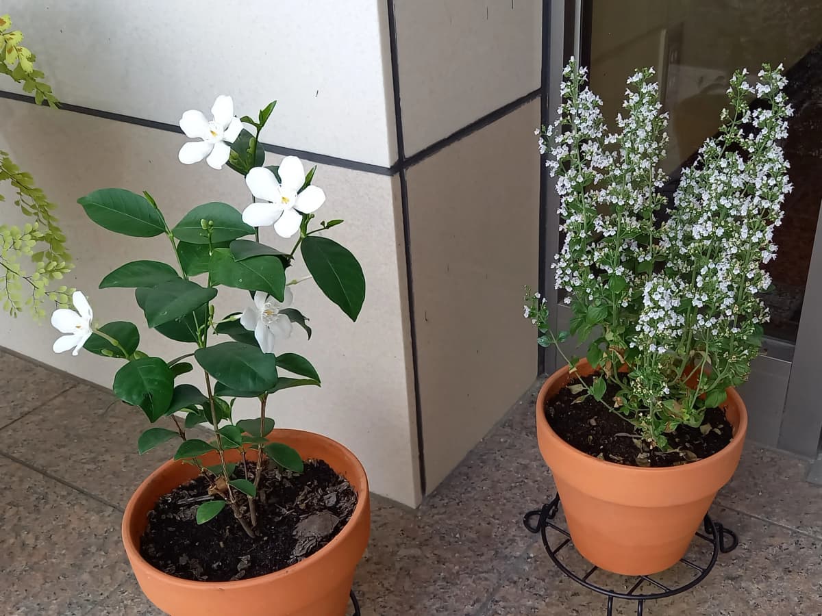 ハセガワ楽器 チェロ 一宮センターのメイン画像