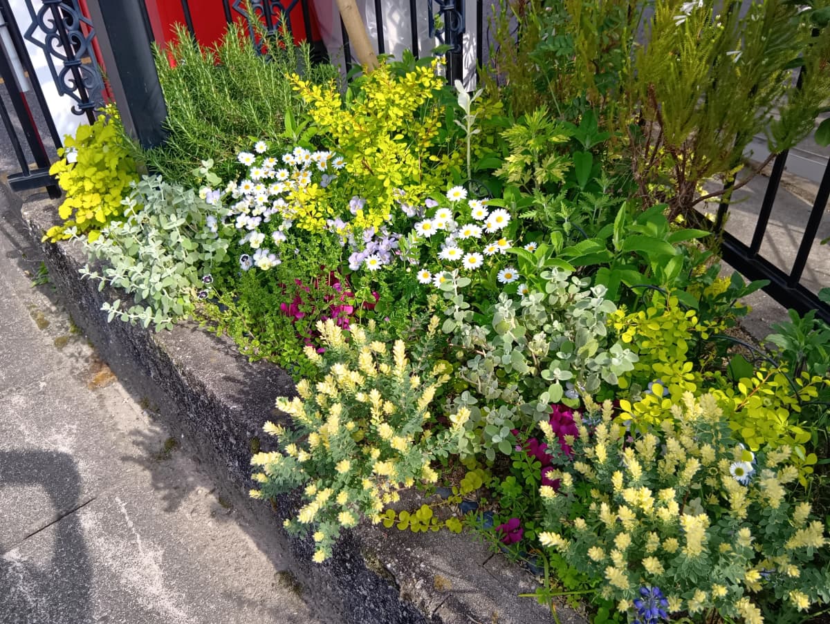 ハセガワ楽器 チェロ 一宮センター 画像 33