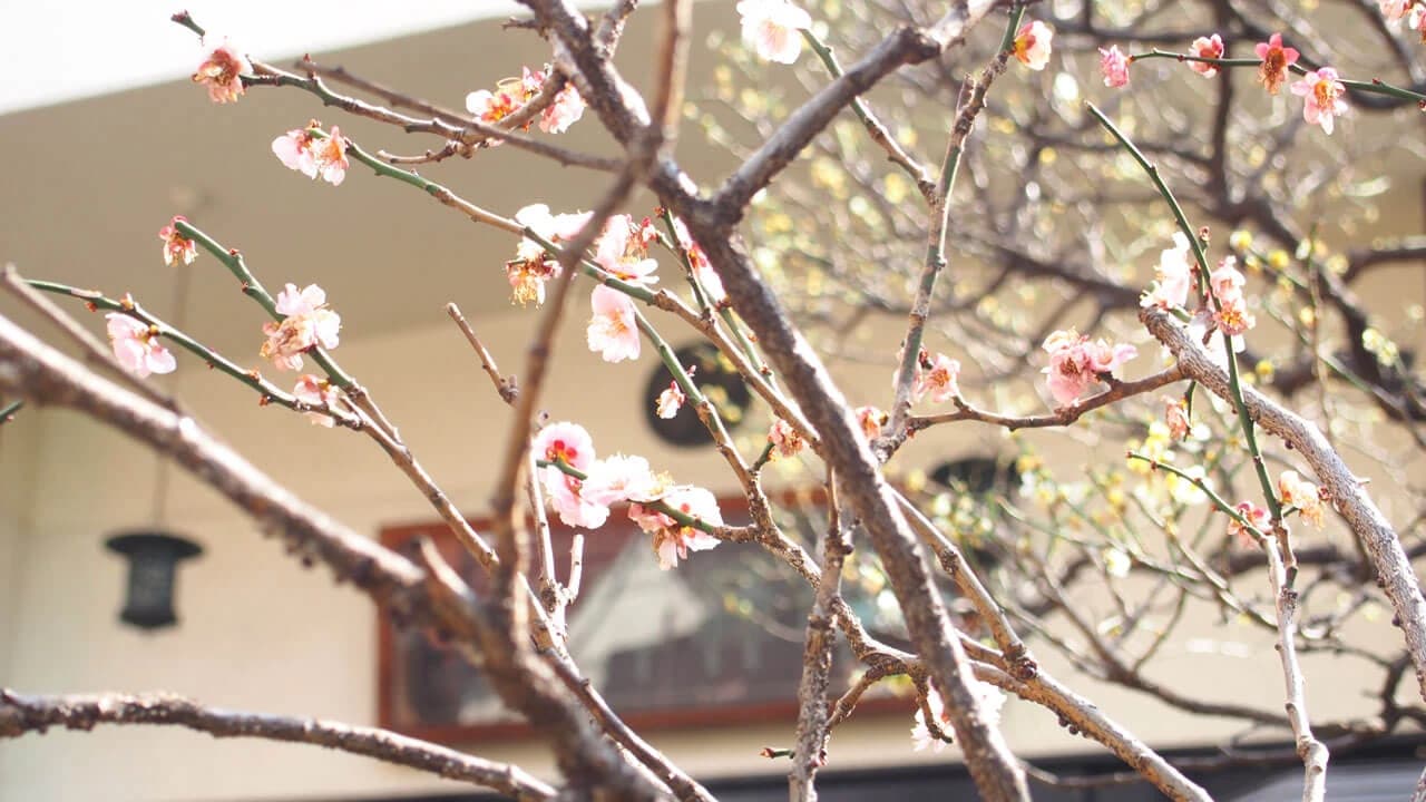 梅林寺 フルート 三ノ輪教室のサムネイル画像 4