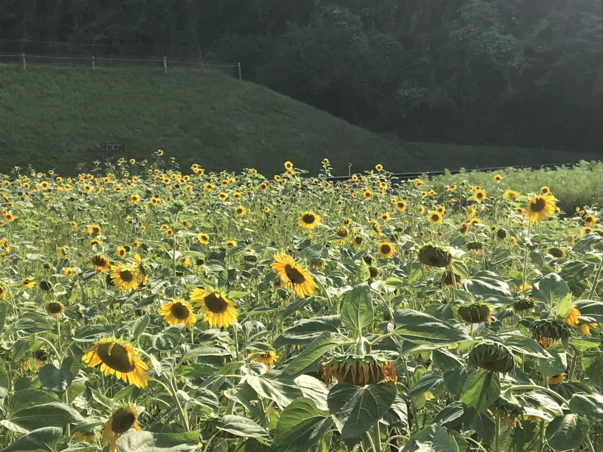 クロスポート ドラム 日の出町教室 画像 19
