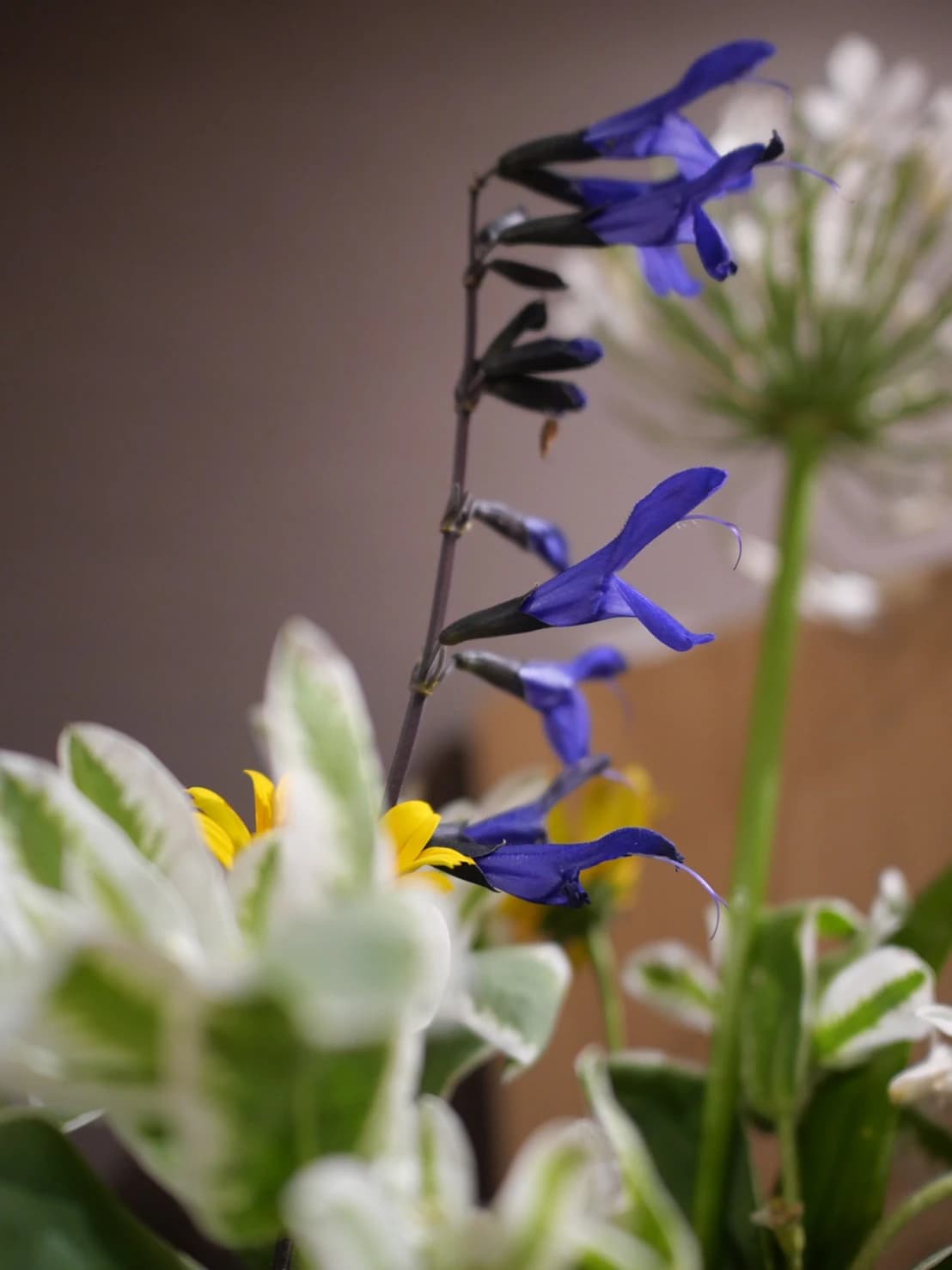 カノン音楽教室 和楽器 本八幡教室のサムネイル画像 4