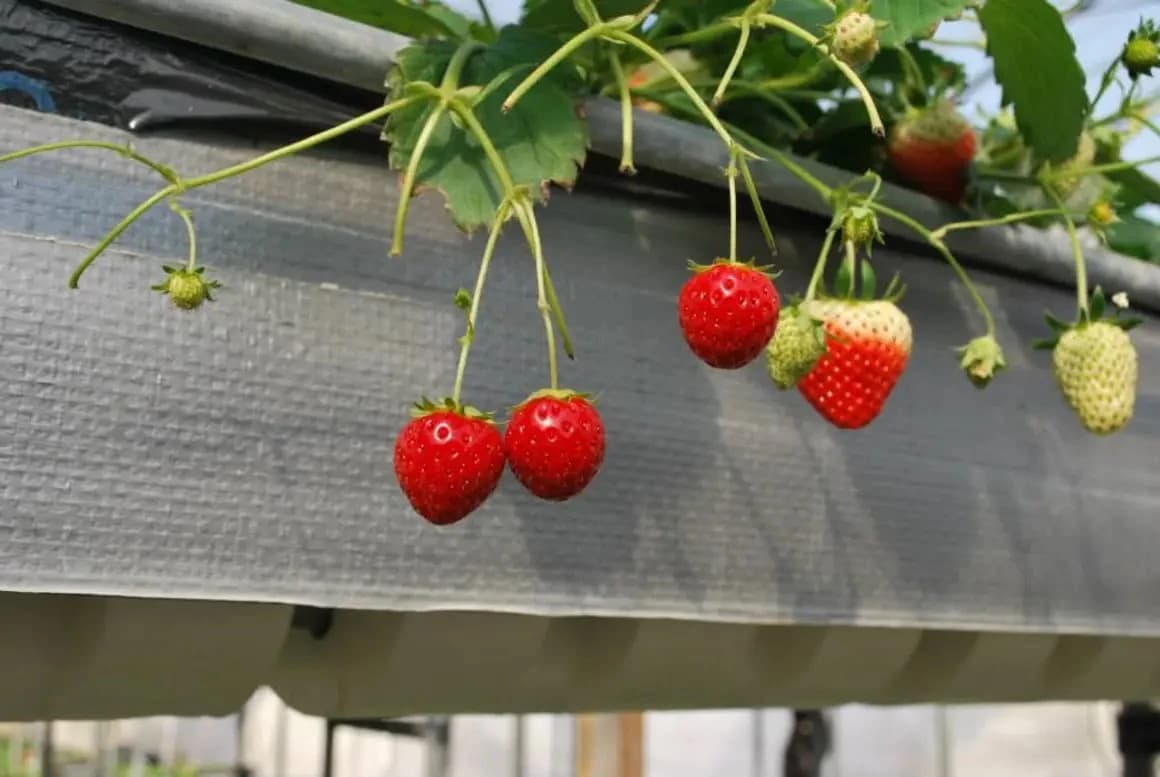 ジュニアクラブ 幼児教室 千種教室 画像 29