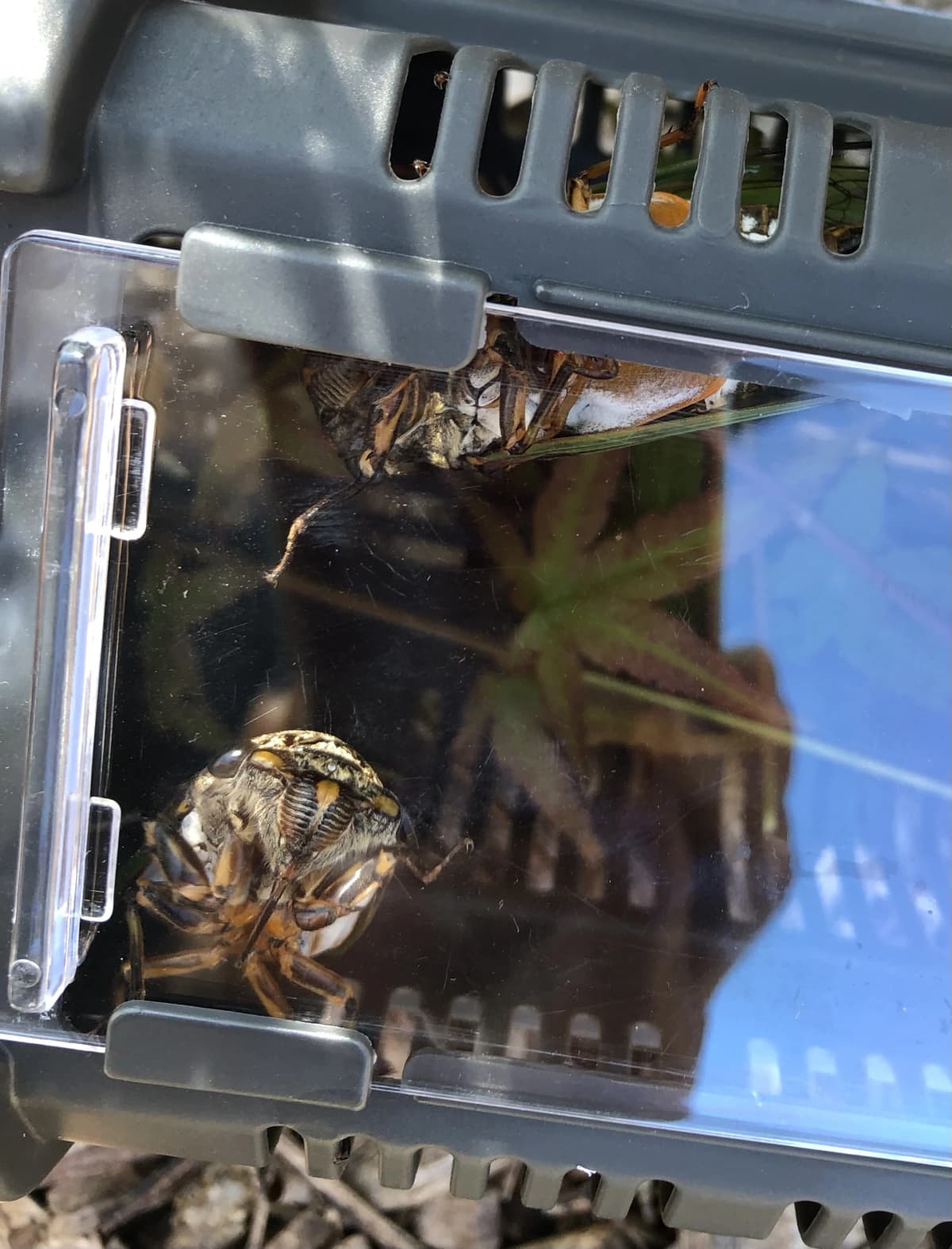 ぴょんぴょん 幼児教室 太田下町教室 画像 17