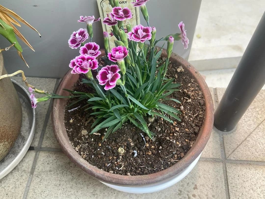 長野よし子ピアノ教室 リトミック 上石神井南町教室 画像 49