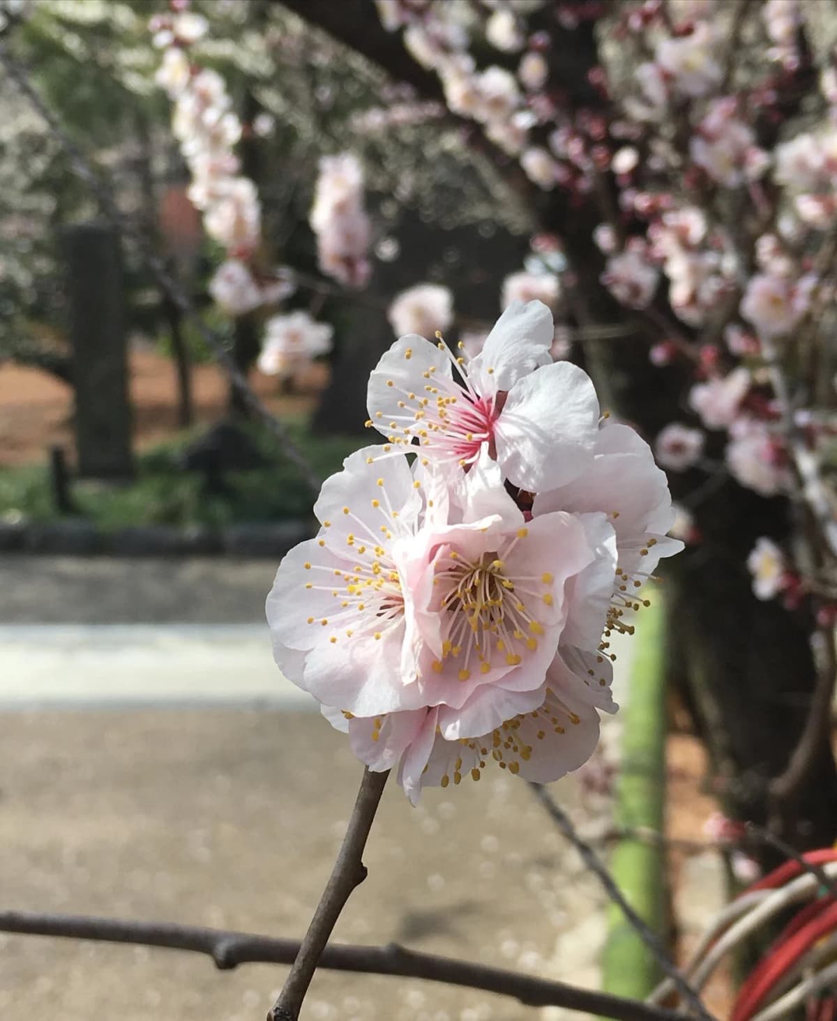 きりとうピアノ教室 リトミック 井の頭教室 画像 57