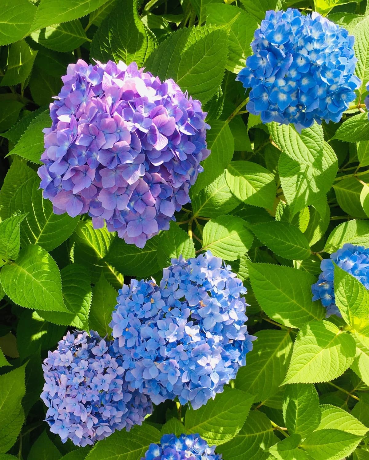 きりとうピアノ教室 リトミック 井の頭教室 画像 69