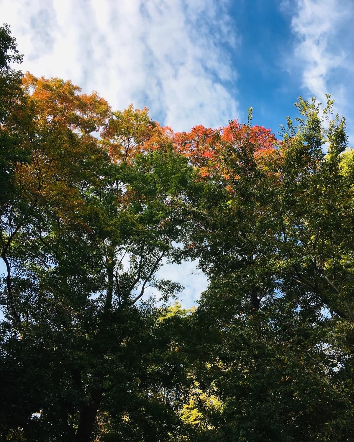 きりとうピアノ教室 リトミック 井の頭教室 画像 78