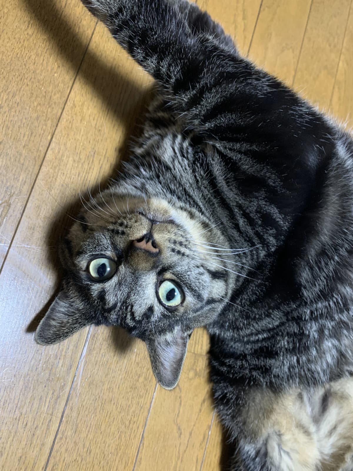 ベルミュージックスクール リトミック 秋津教室 画像 166