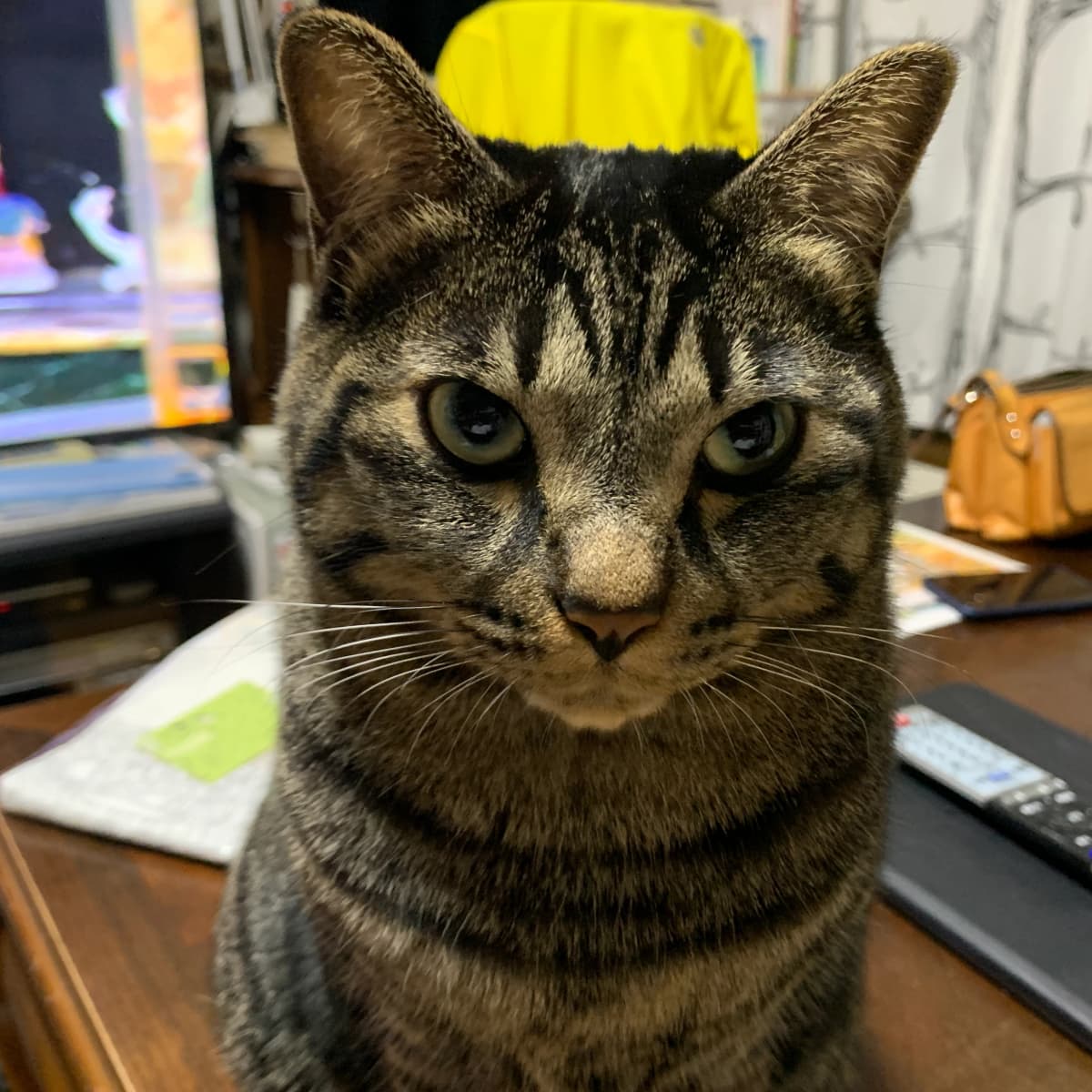 ベルミュージックスクール リトミック 秋津教室 画像 190