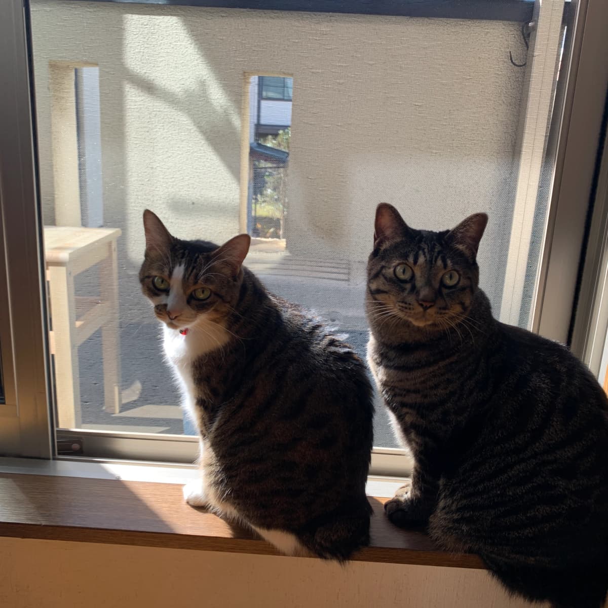 ベルミュージックスクール リトミック 秋津教室 画像 18