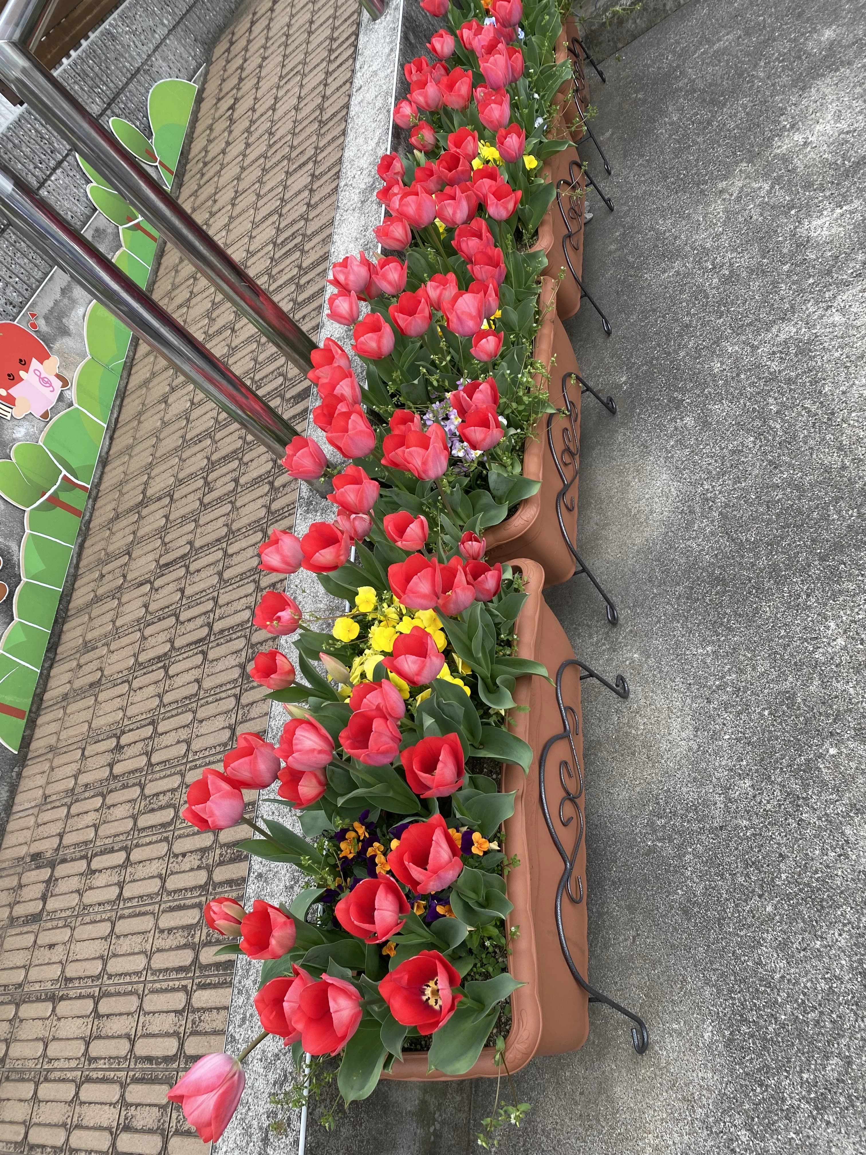 こども畑 プチトマト リトミック しいの木台教室 画像 10