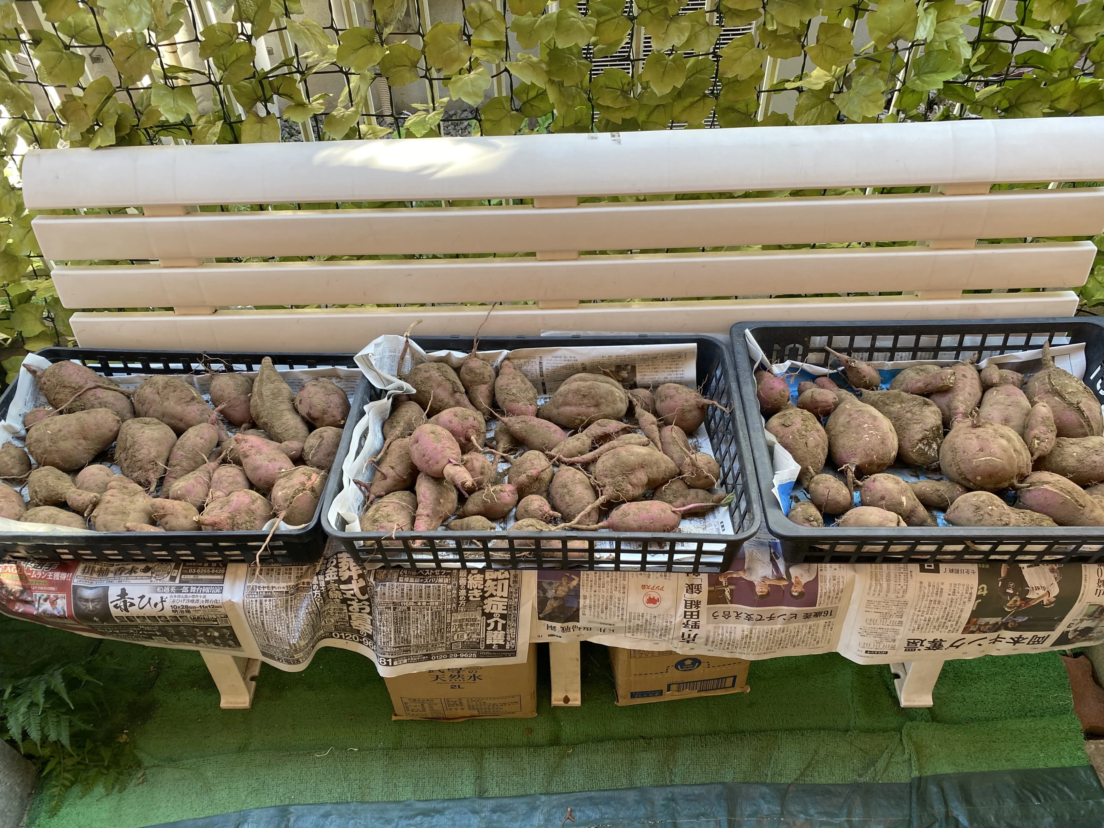 こども畑 プチトマト リトミック しいの木台教室 画像 19