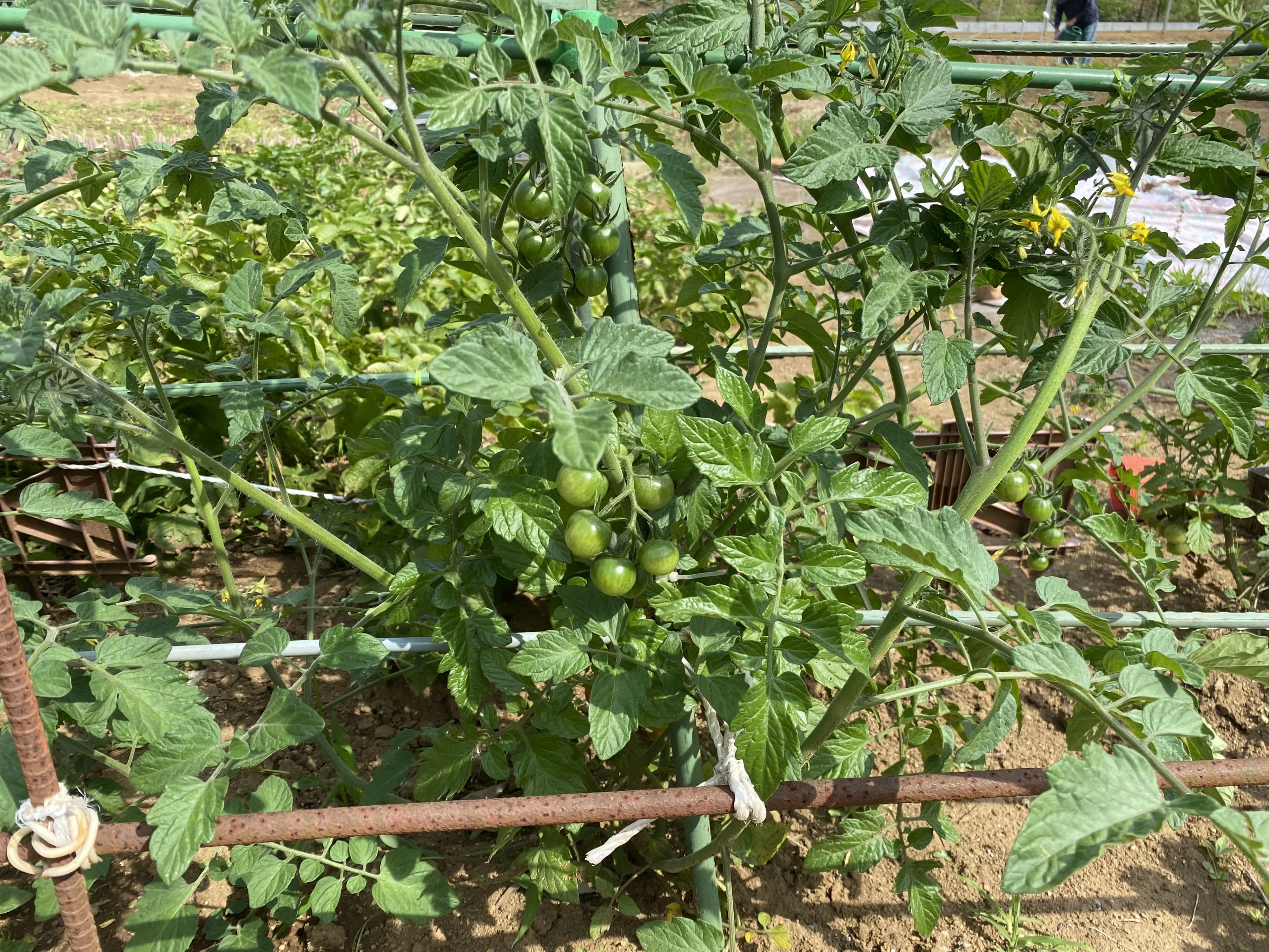 こども畑 プチトマト リトミック しいの木台教室 画像 1