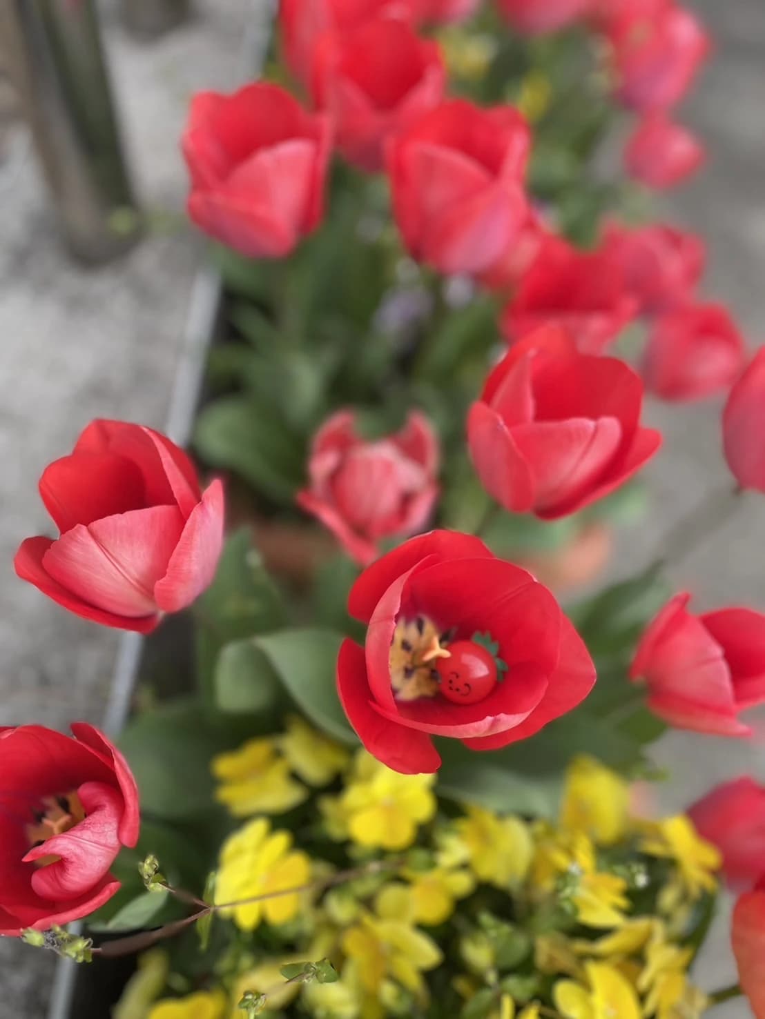 こども畑 プチトマト リトミック しいの木台教室 画像 6