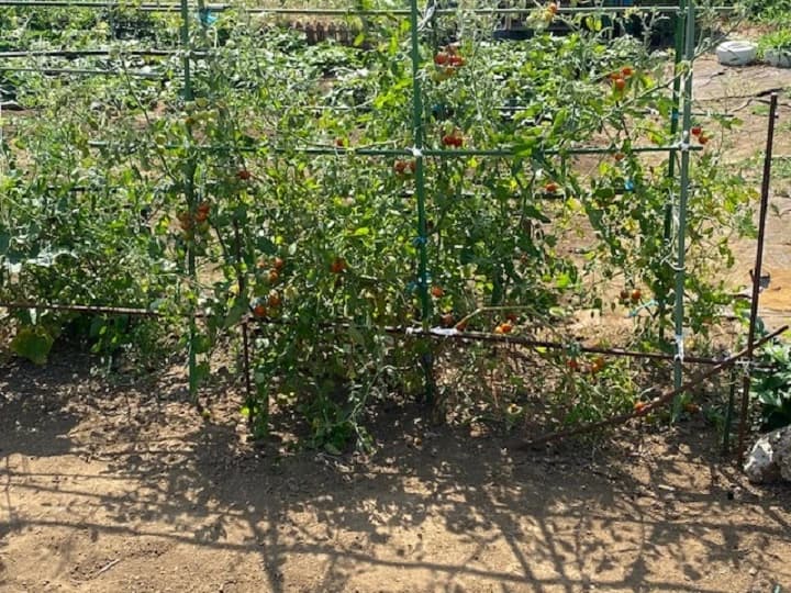 こども畑プチトマト リトミック しいの木台教室のサムネイル画像 4