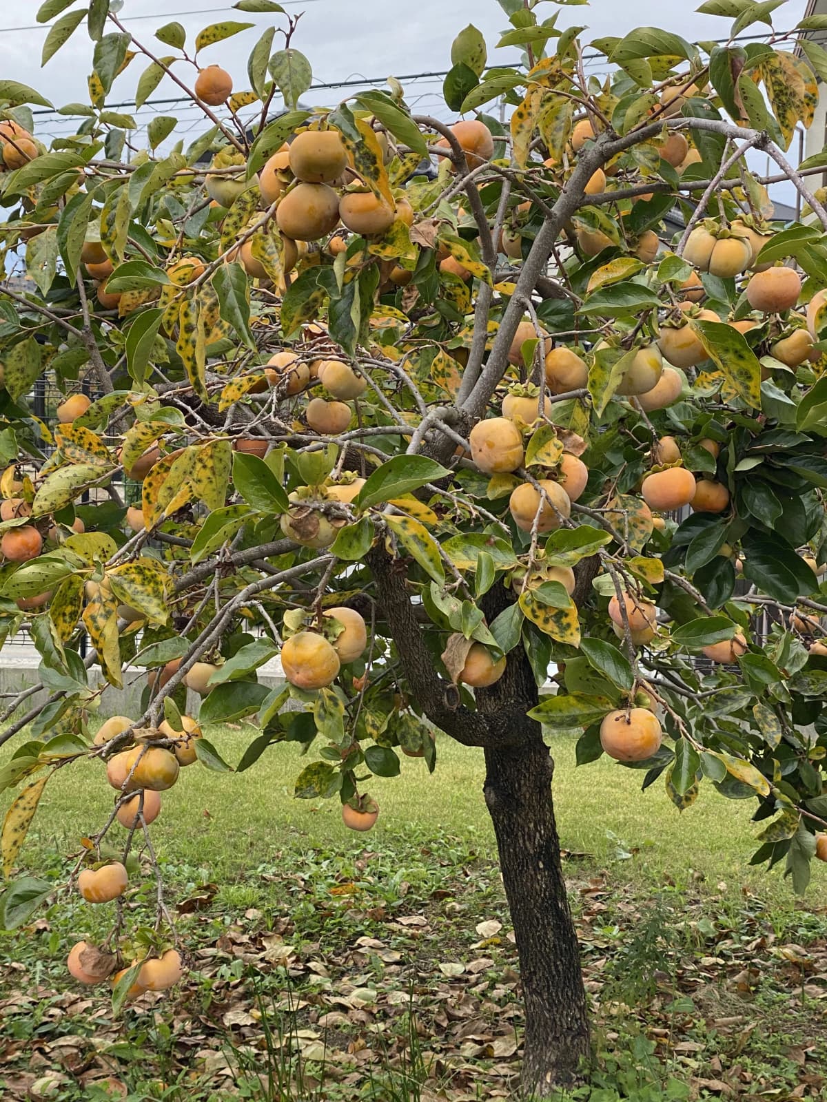 サムネイル画像 4