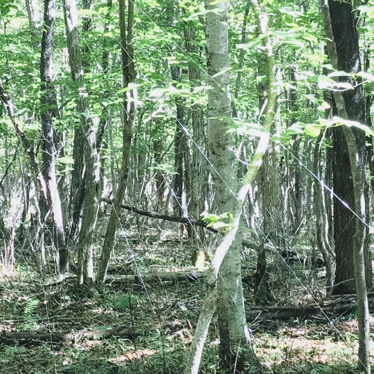 たまもりピアノリトミック教室 加納天神教室 画像 28