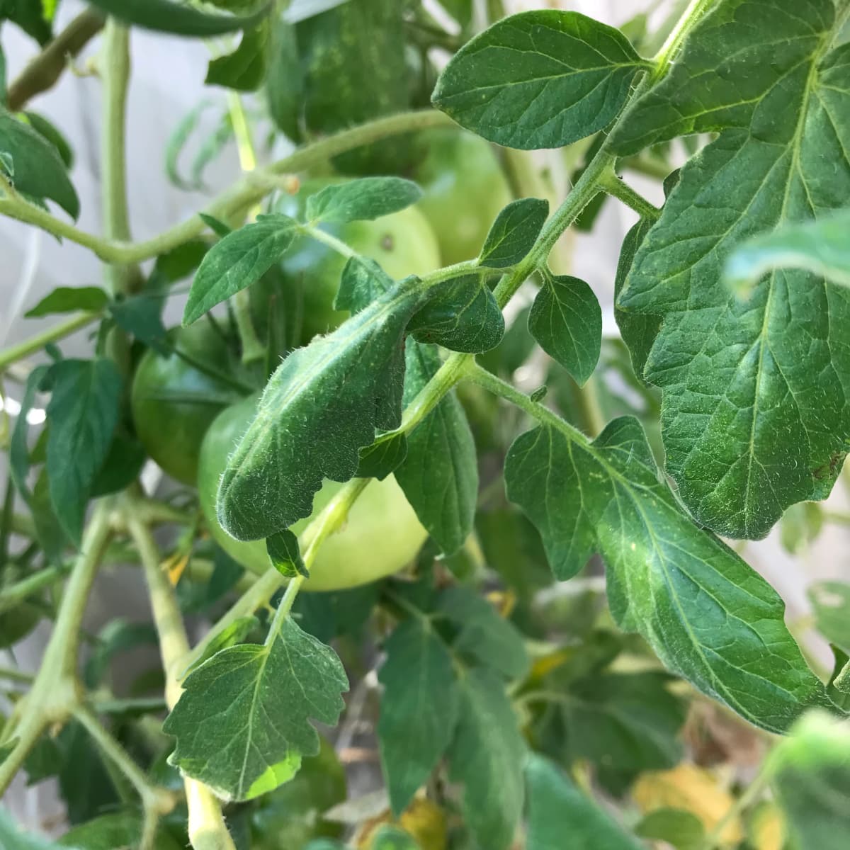 たまもりピアノリトミック教室 加納天神教室 画像 33