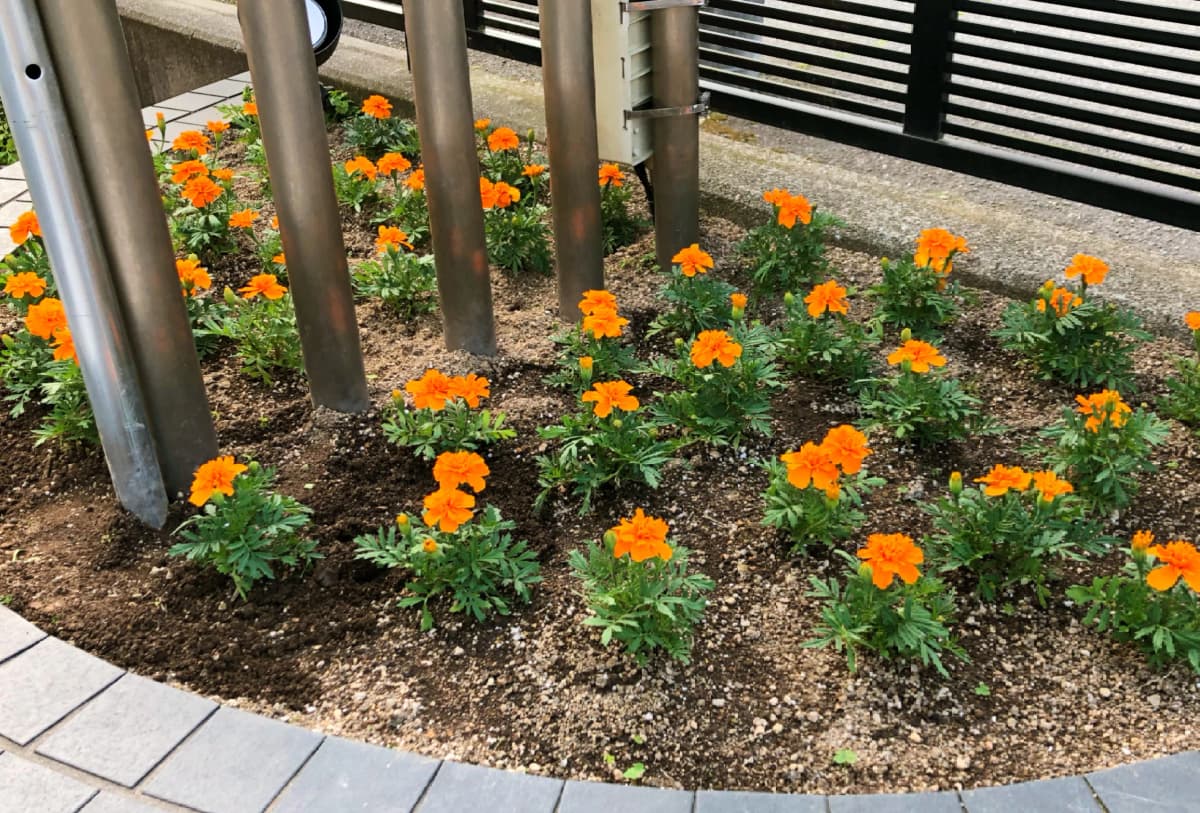 豊岡教育音楽学院 リトミック 和田山教室 画像 18