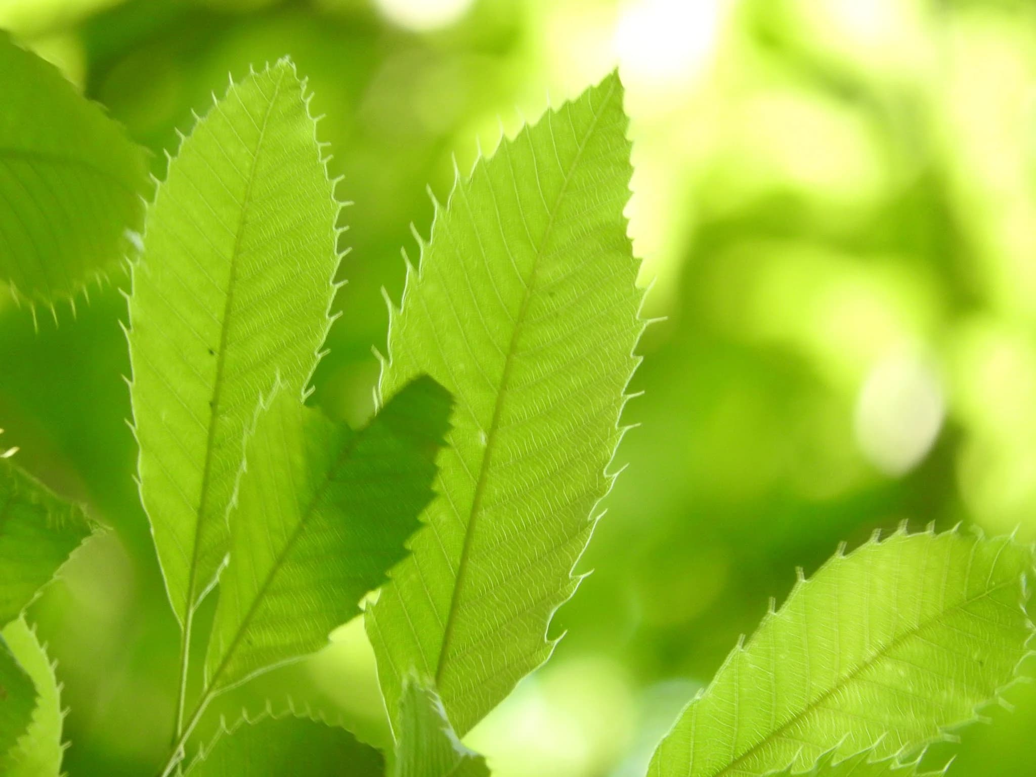 ヒューマンアカデミージュニア ロボット・プログラミング教室 百合ヶ丘駅前 ネイチャリングルームのメイン画像