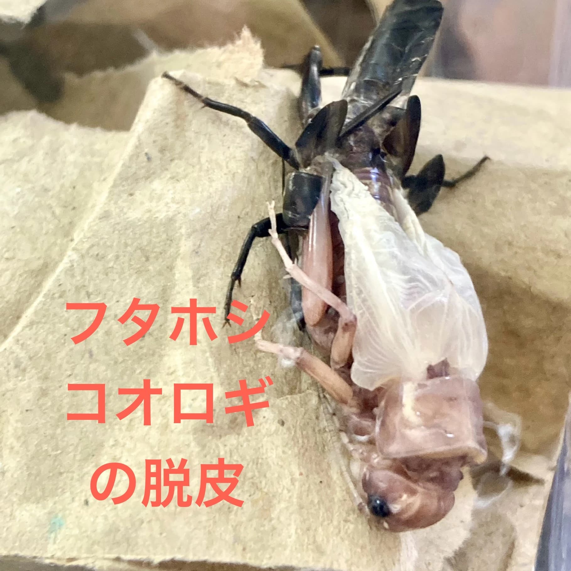 キッズアース ロボット・プログラミング教室 名古屋緑校のサムネイル画像 5