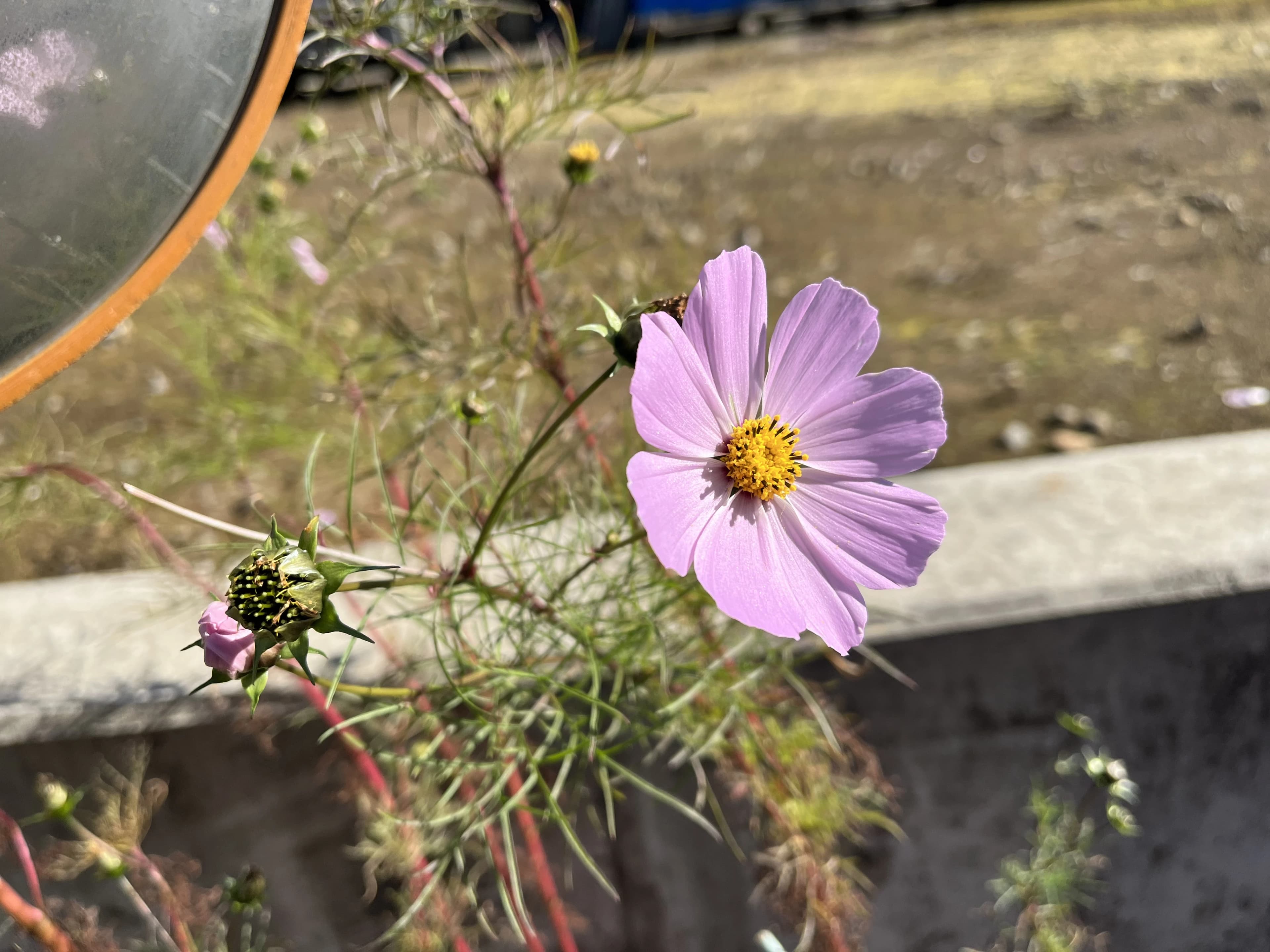 桂田アッセンデルフト 美術（絵画・造形・工作） ひたち野うしく フローラル教室のサムネイル画像 2