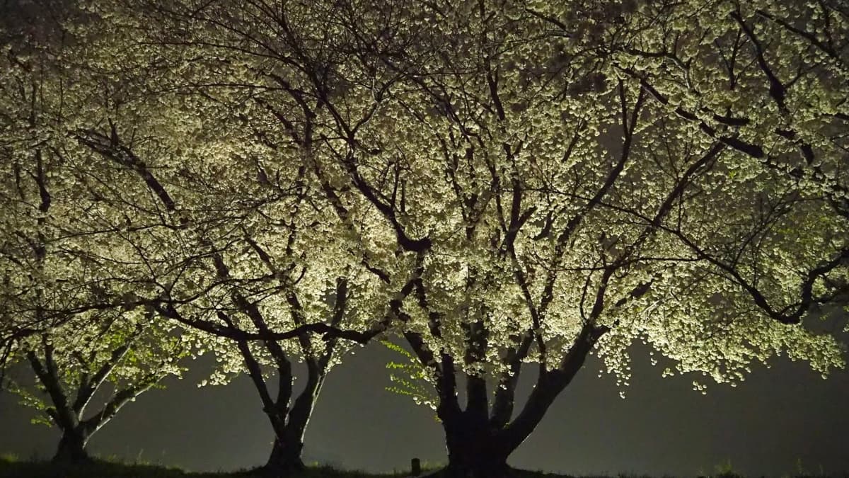 サムネイル画像 3