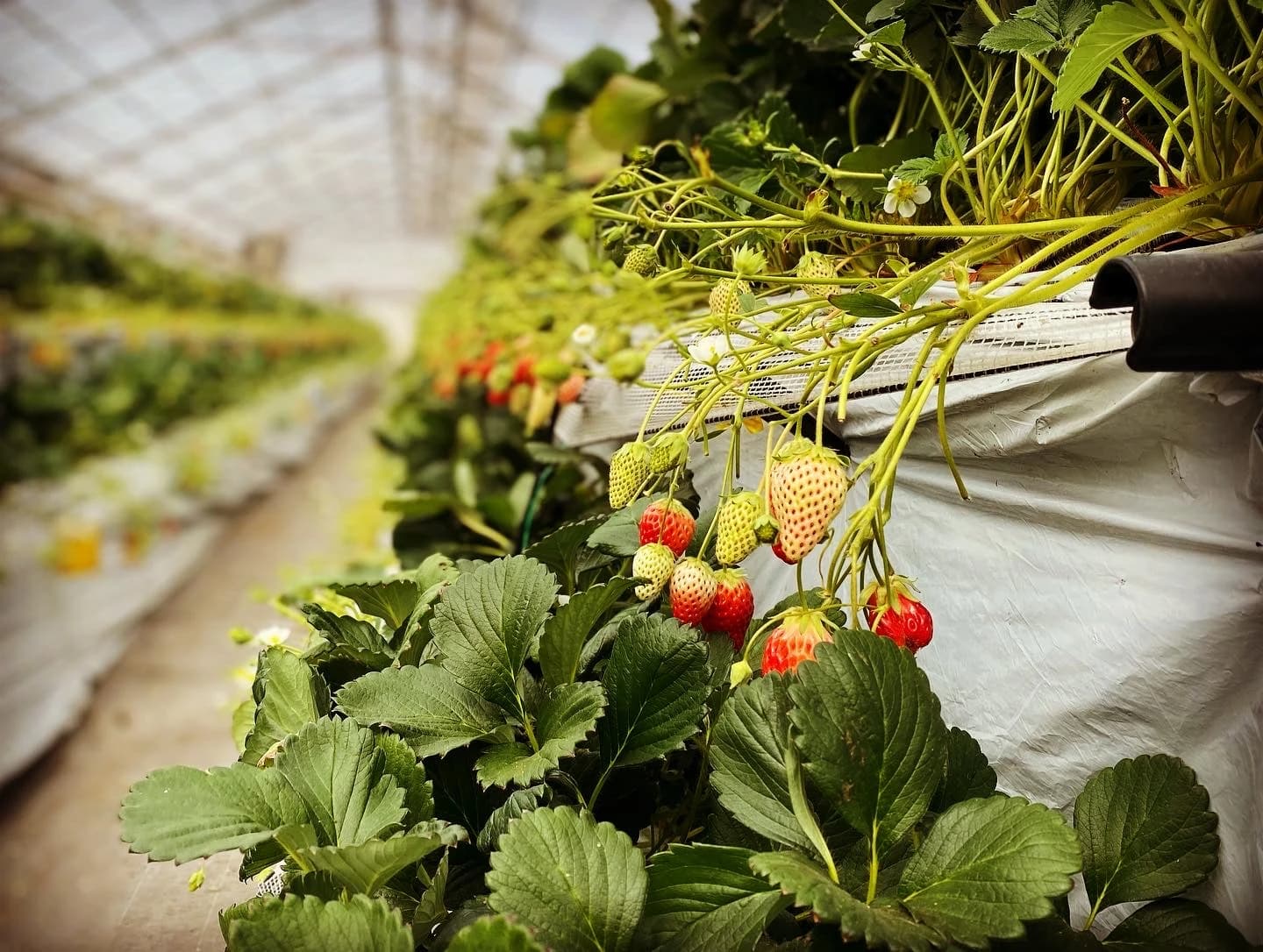 ボーイスカウト 西東京第2団のメイン画像