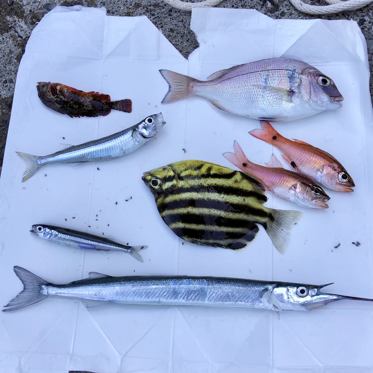 サムネイル画像 4