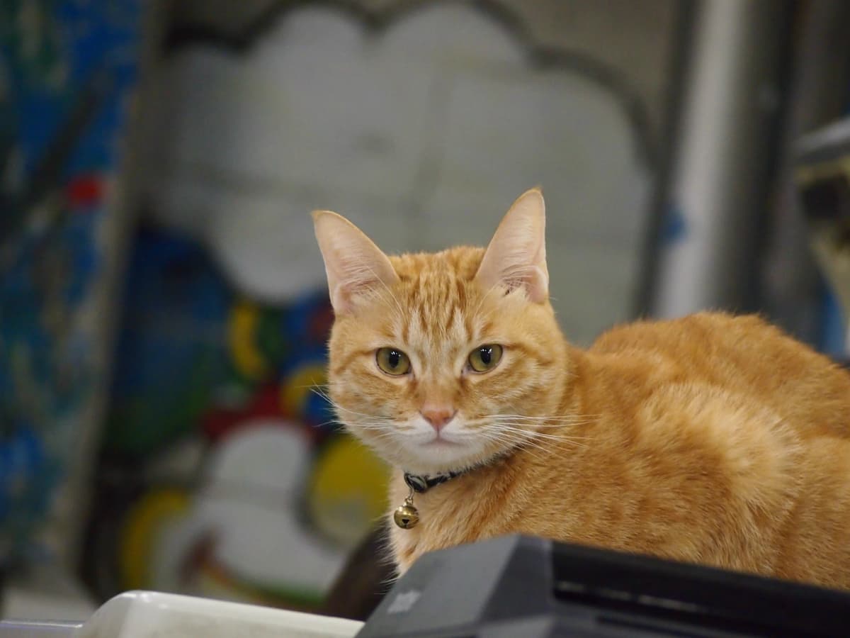 サムネイル画像 4