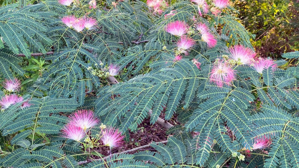 サムネイル画像 5