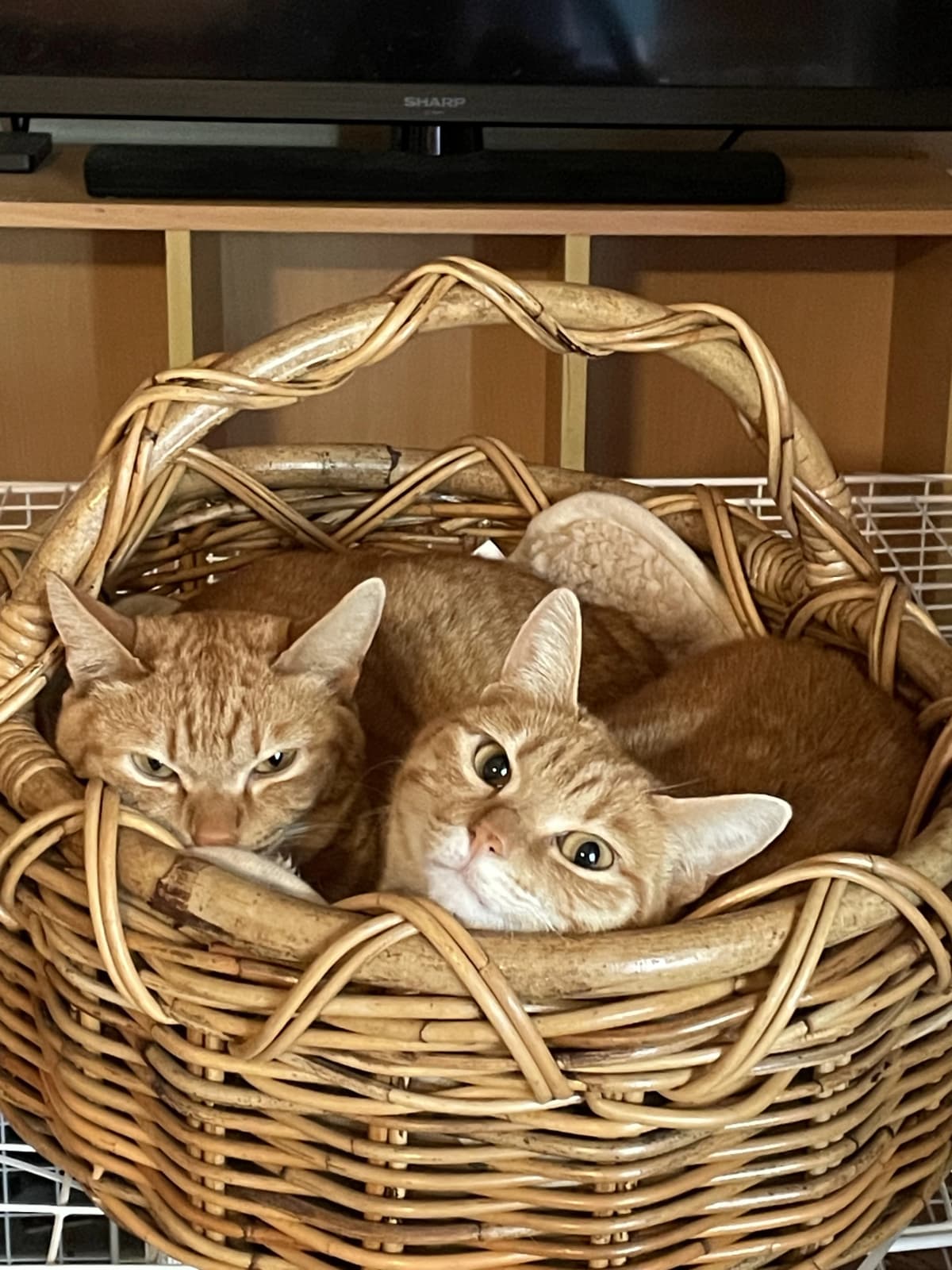 サムネイル画像 3