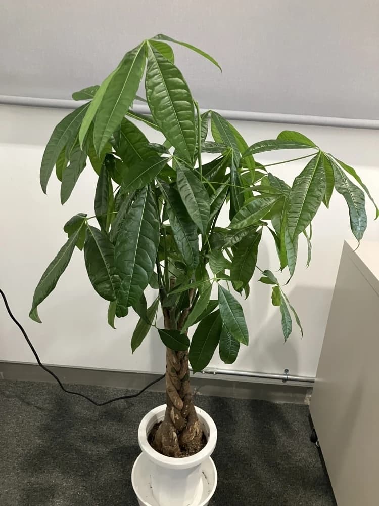 ＳｔｕｄｙＢａｓｅ 米子錦町校のサムネイル画像 4