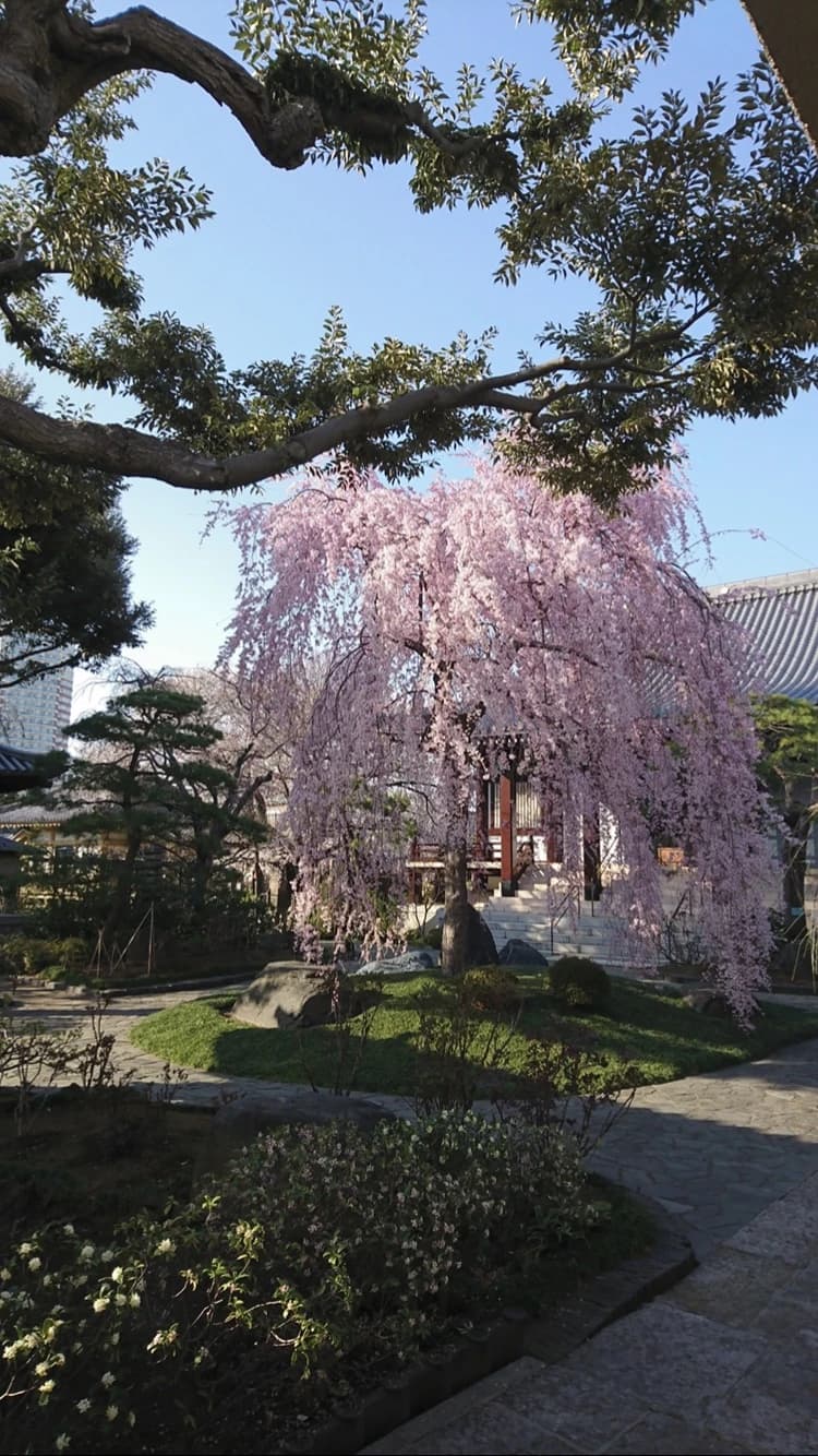 篠山朝子ヴァイオリン教室のサムネイル画像 2