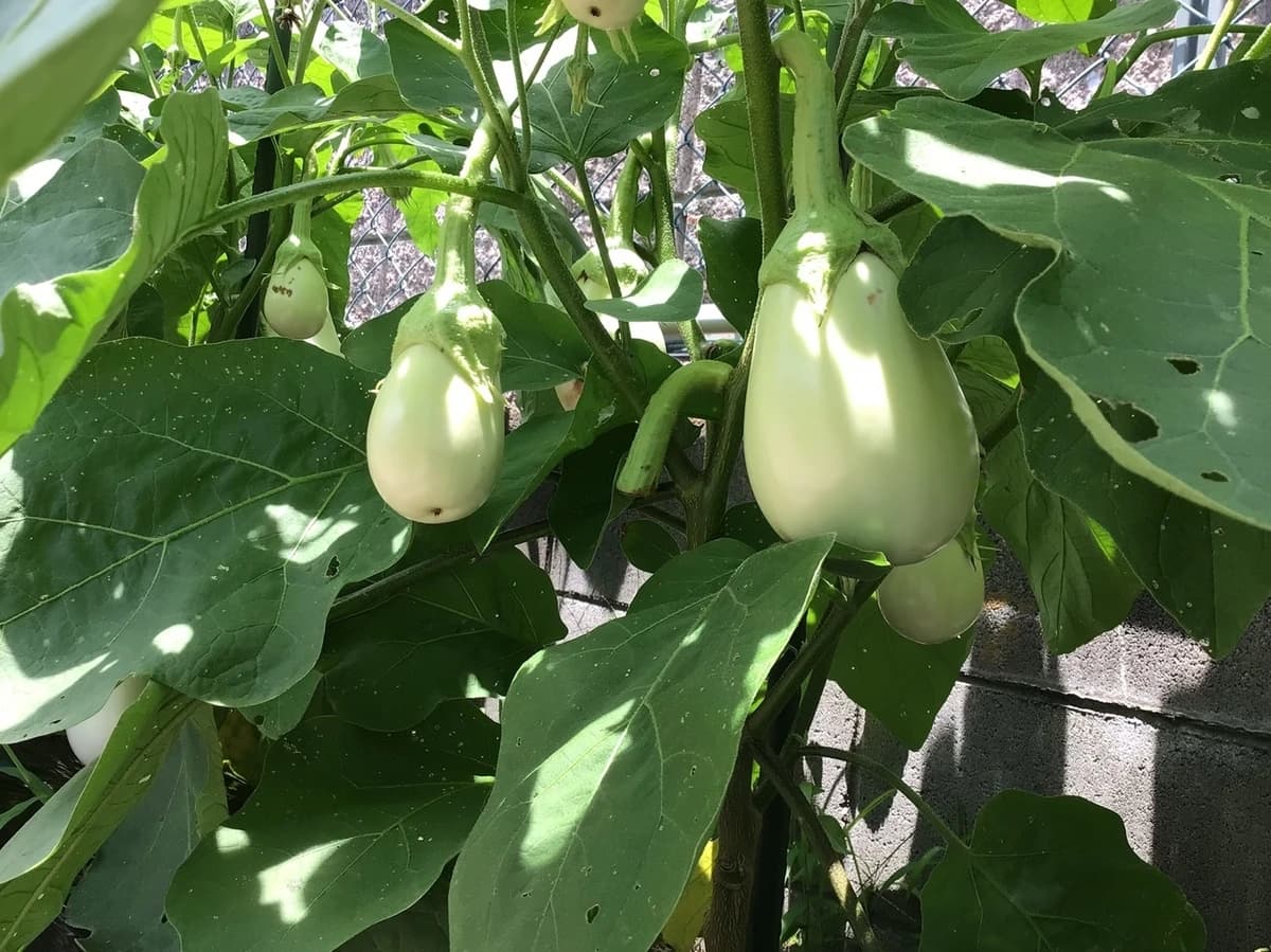 サムネイル画像 4