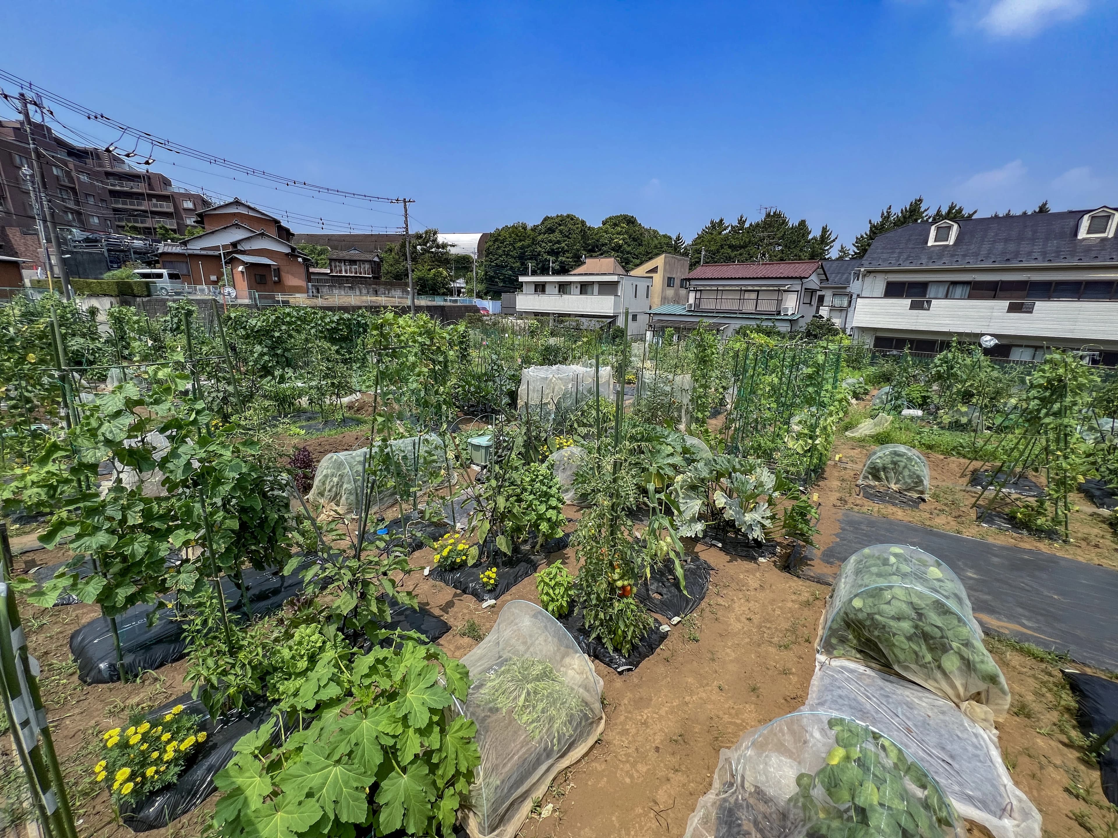 シェア畑 宮前平のサムネイル画像 4