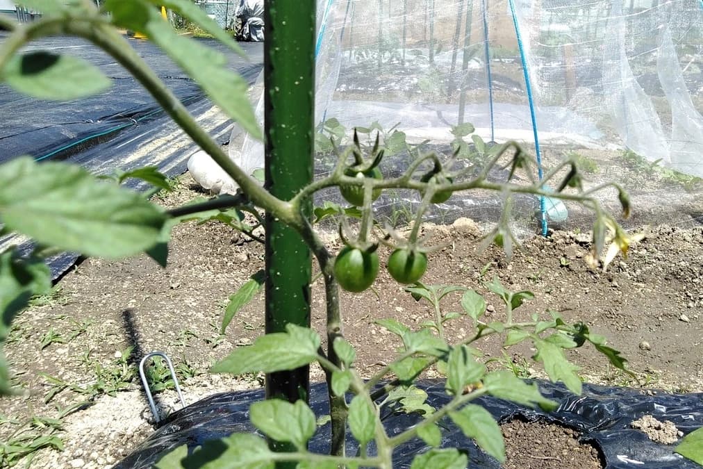 サムネイル画像 3