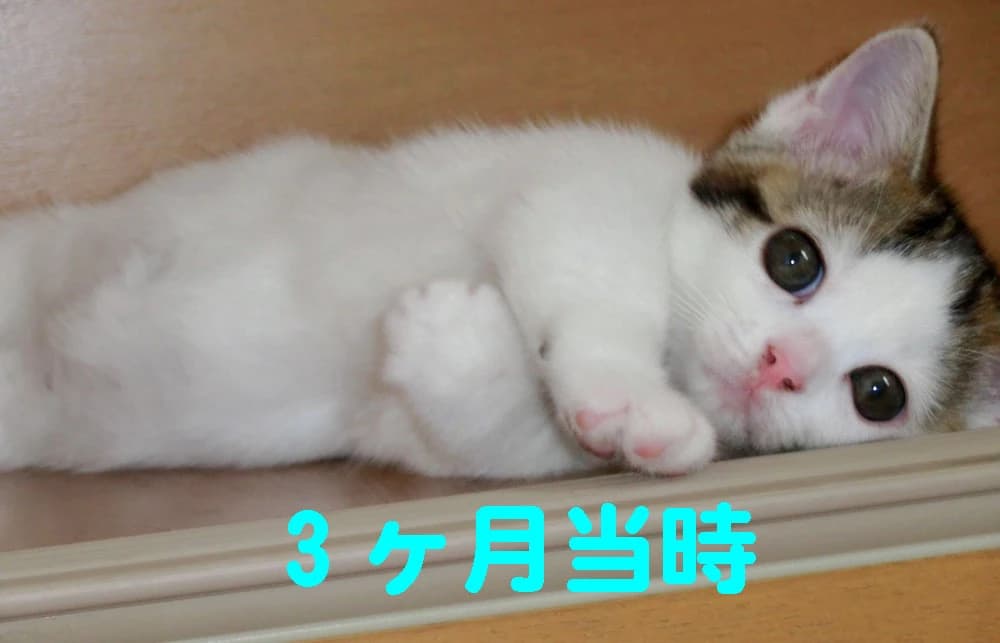 ＫＹＯＷＡＳＣＨＯＯＬ 画像 4