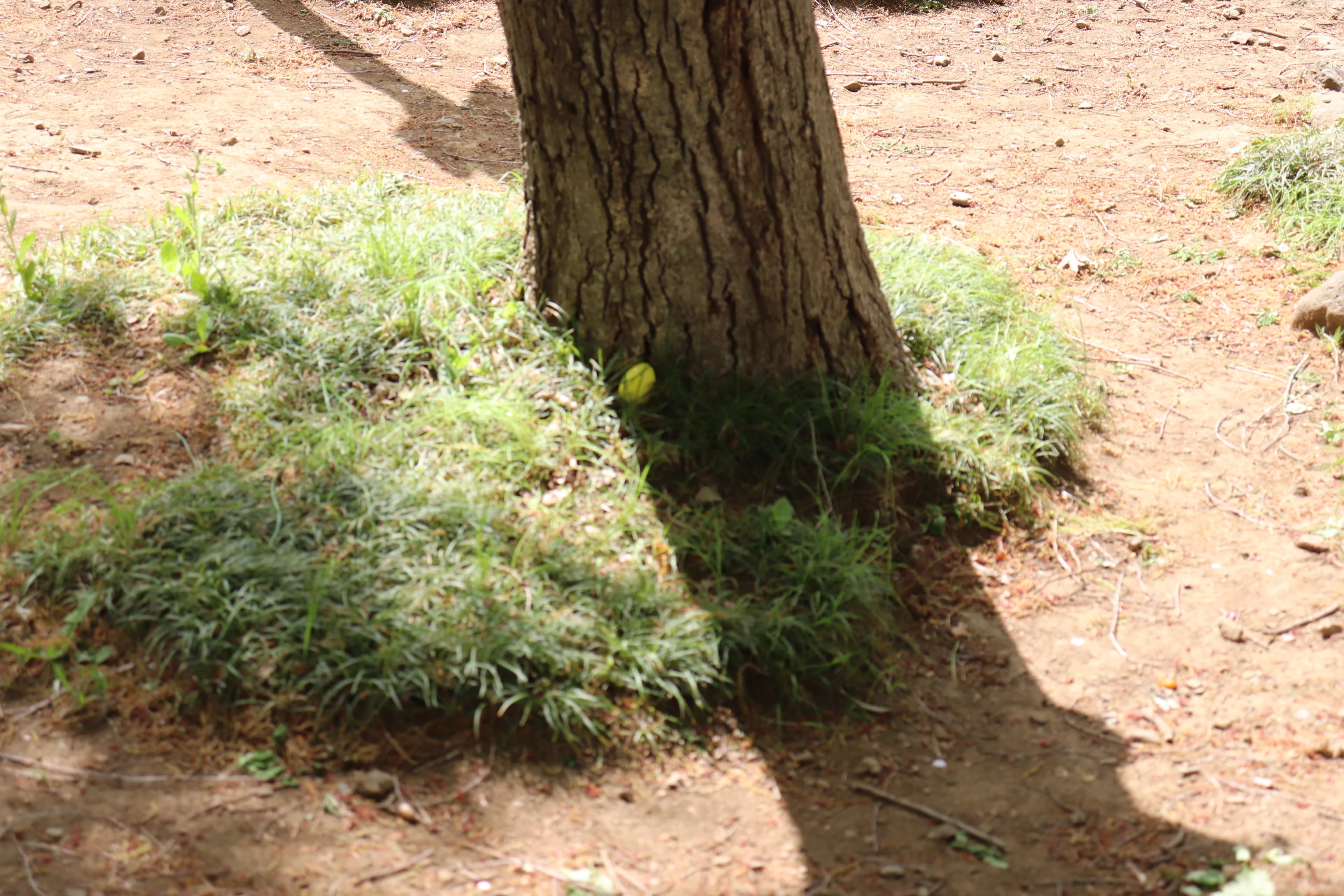 エジソンアカデミー ビーンズインターナショナルプリスクール東大宮のサムネイル画像 4