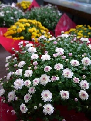 サムネイル画像 4