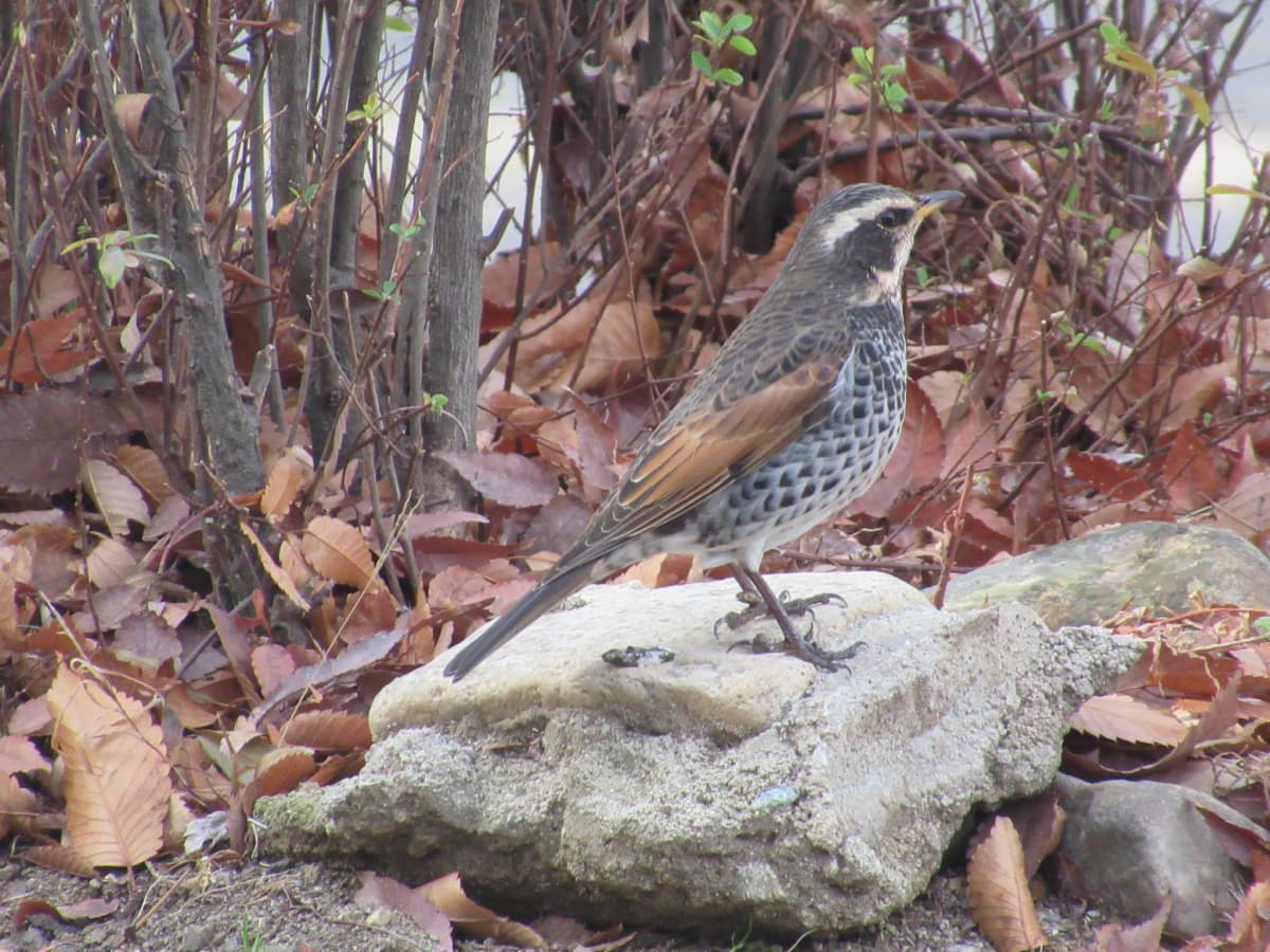 サムネイル画像 4