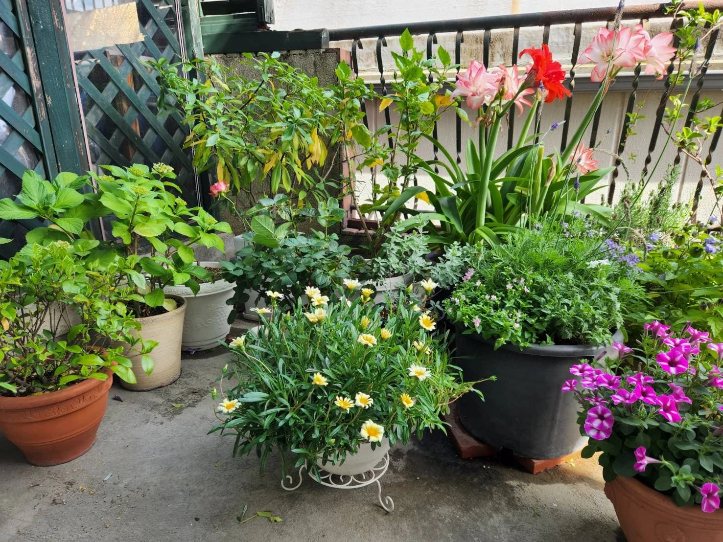 バレエ・レヴェランス 東嶺町教室のメイン画像