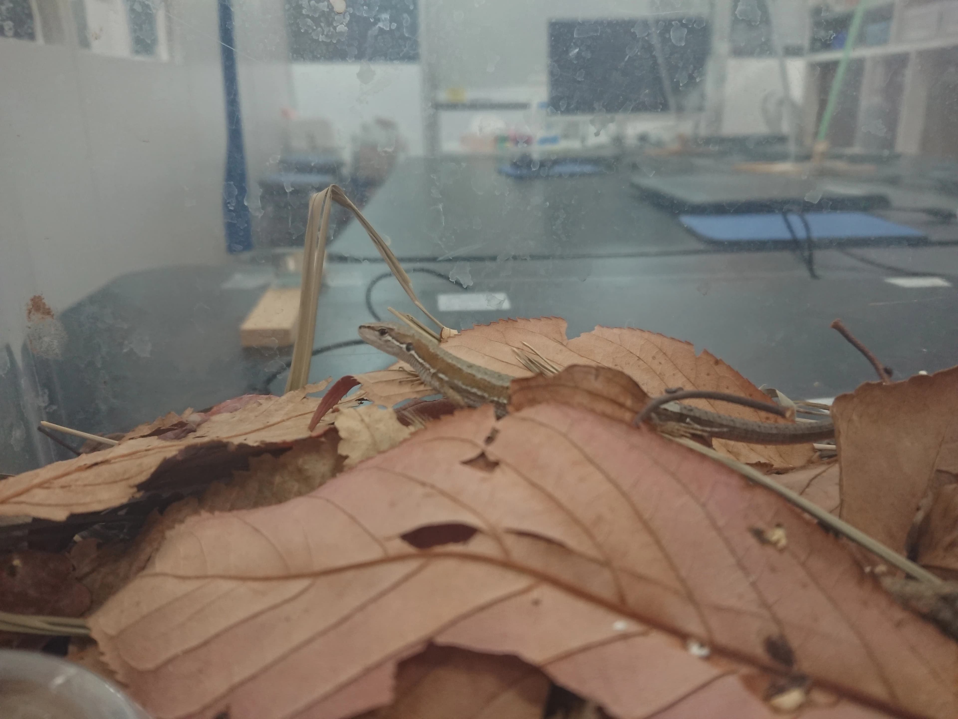 サイエンス倶楽部豊洲駅前教室のサムネイル画像 2