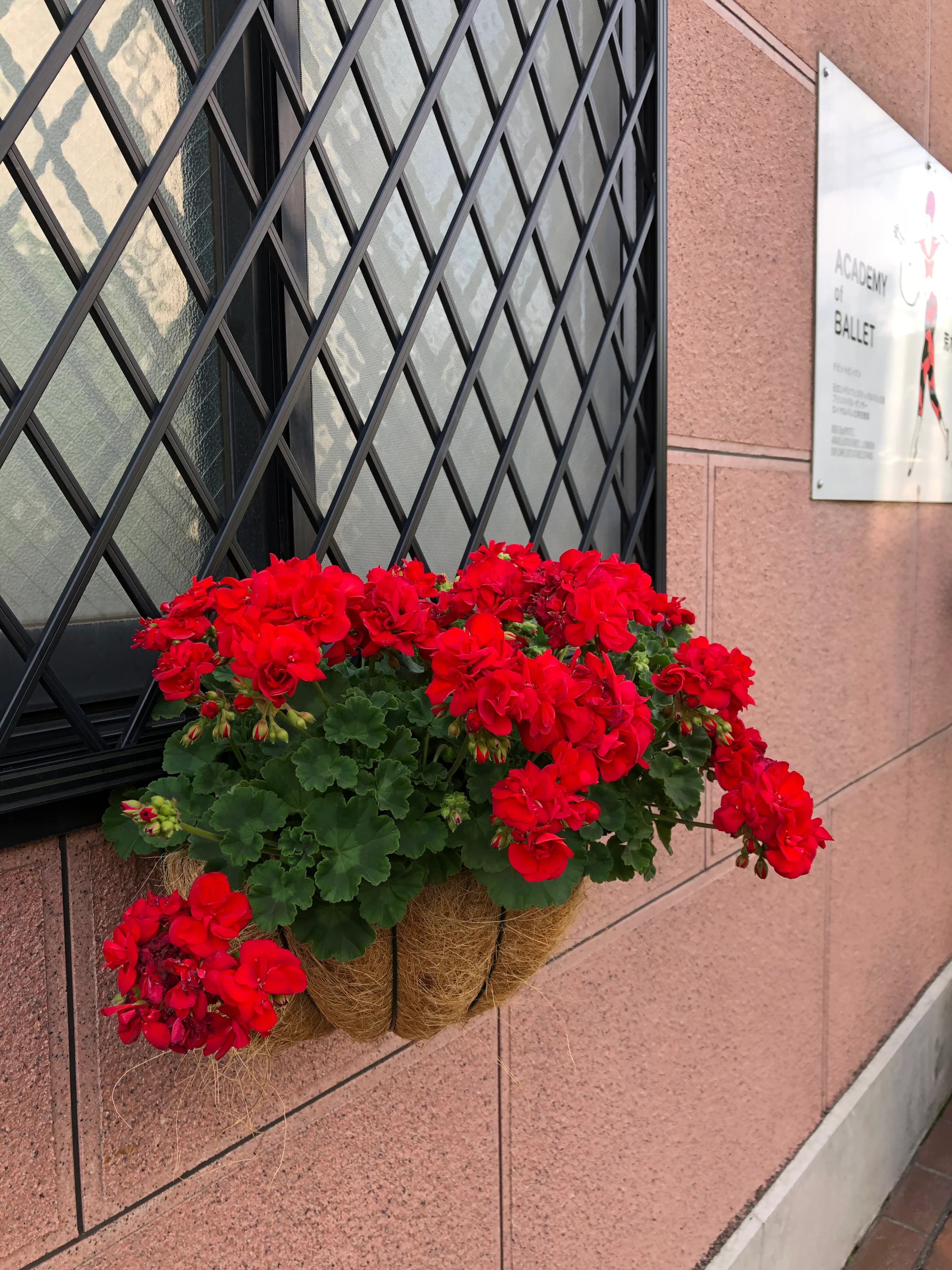 荒木紀子バレエ教室 中村教室のサムネイル画像 3